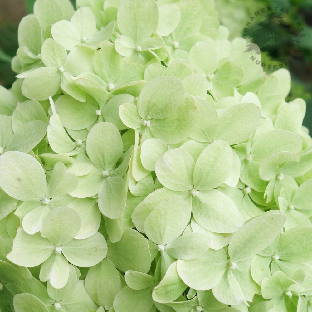 Hydrangea 'Limelight' flowers