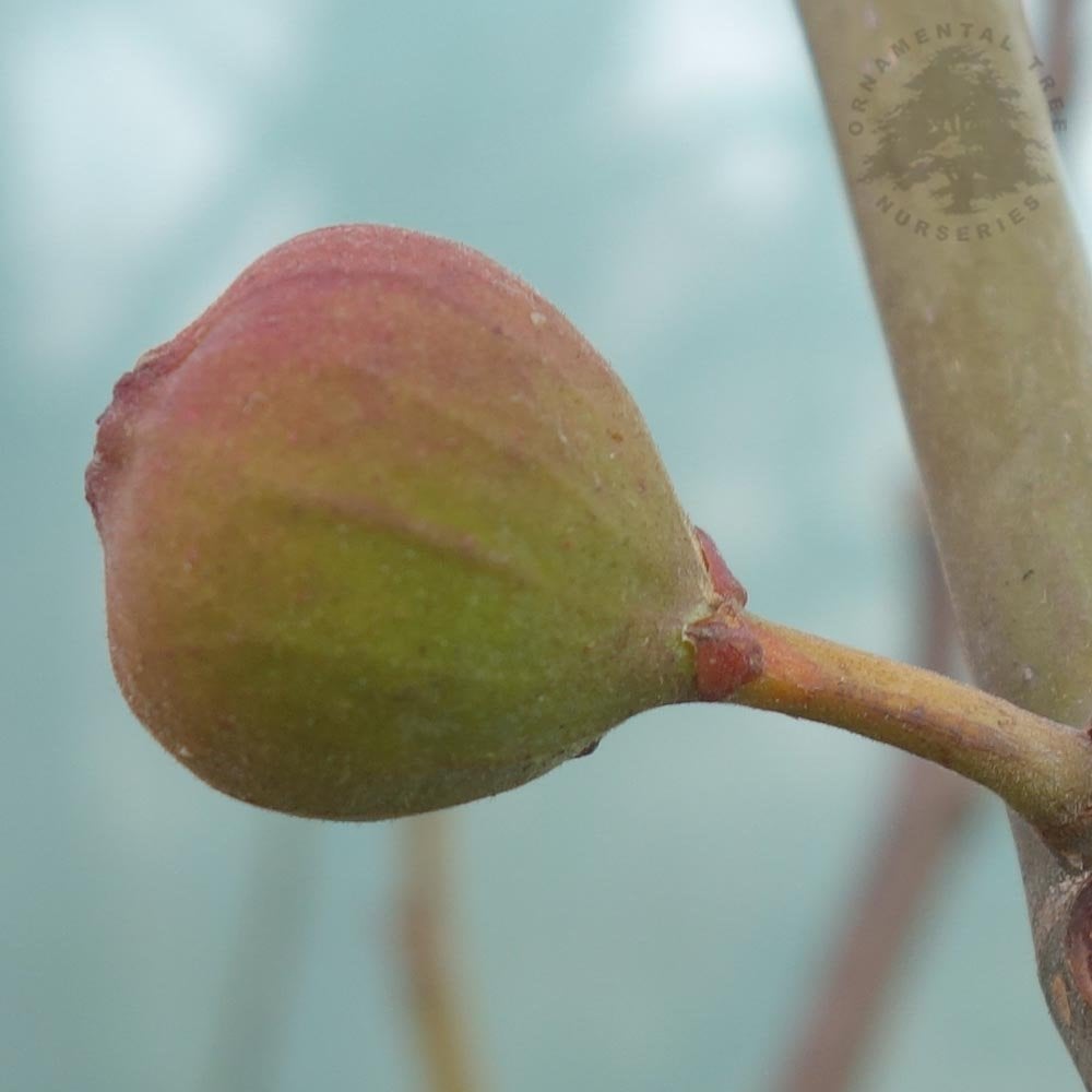 Ice Crystal fig fruit