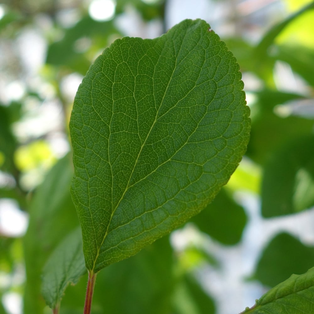 Jubilee Plum tree