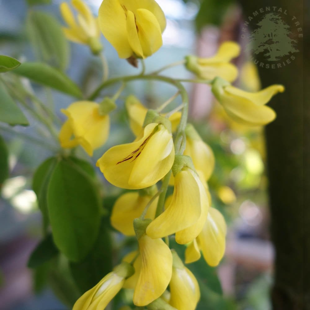 Laburnum x anagyroides 'Yellow Rocket' flowers