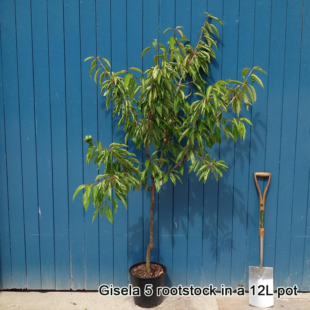 Prunus avium Lapins Cherokee Cherry tree on dwarf rootstock