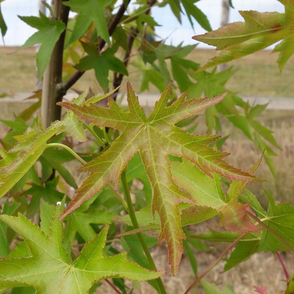 Liquidambar styraciflua 'Stared' in summer