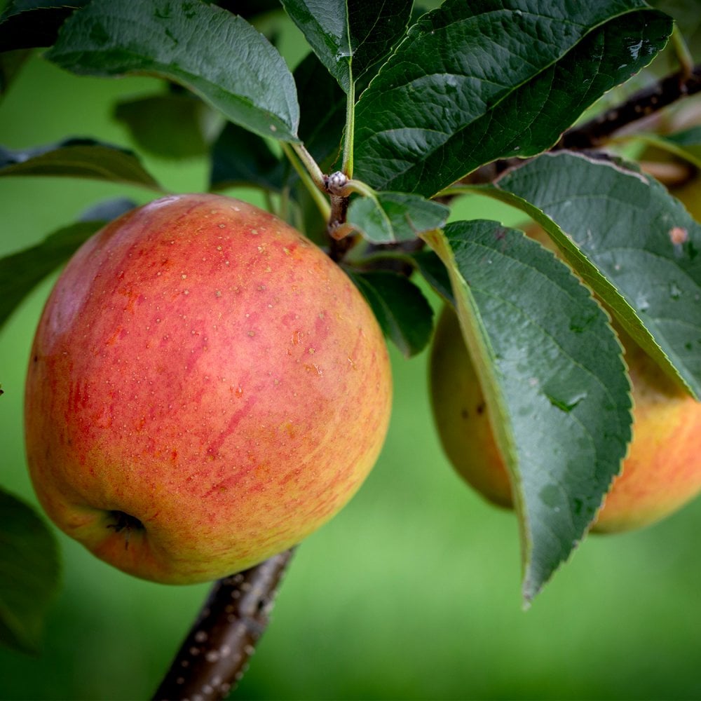 Little Pax Apple tree