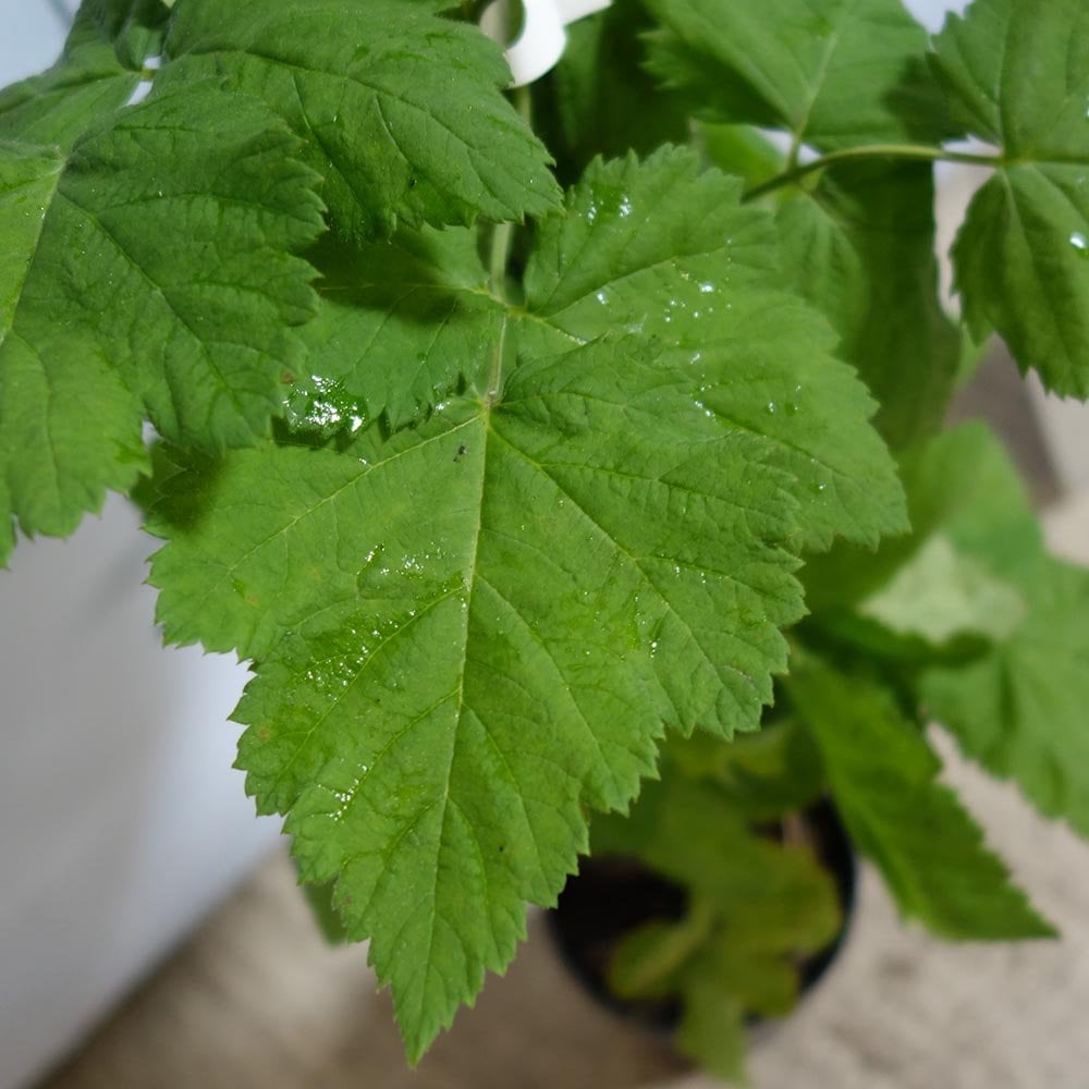 Loganberry Thornless bush