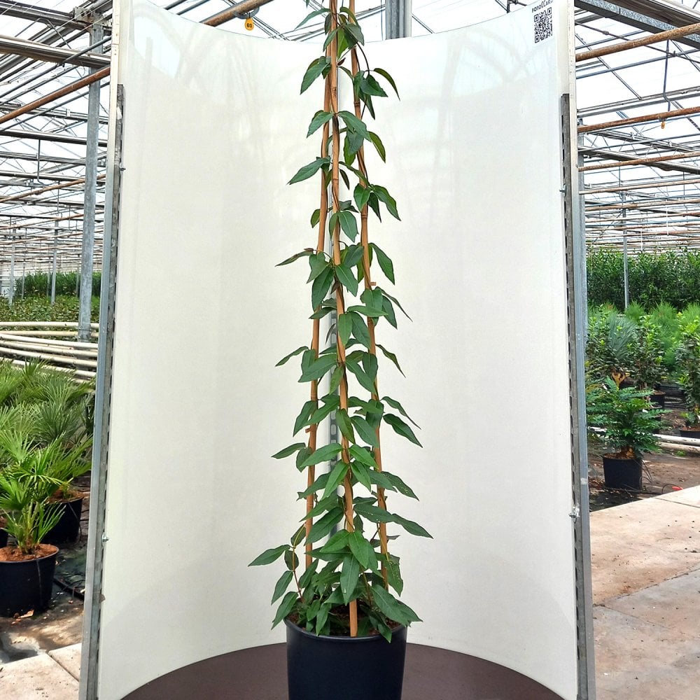 Lonicera henryi Copper Beauty Honeysuckle