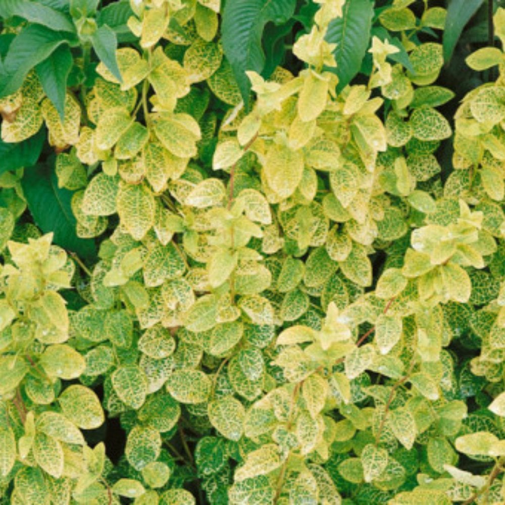 Variegated Japanese Honeysuckle