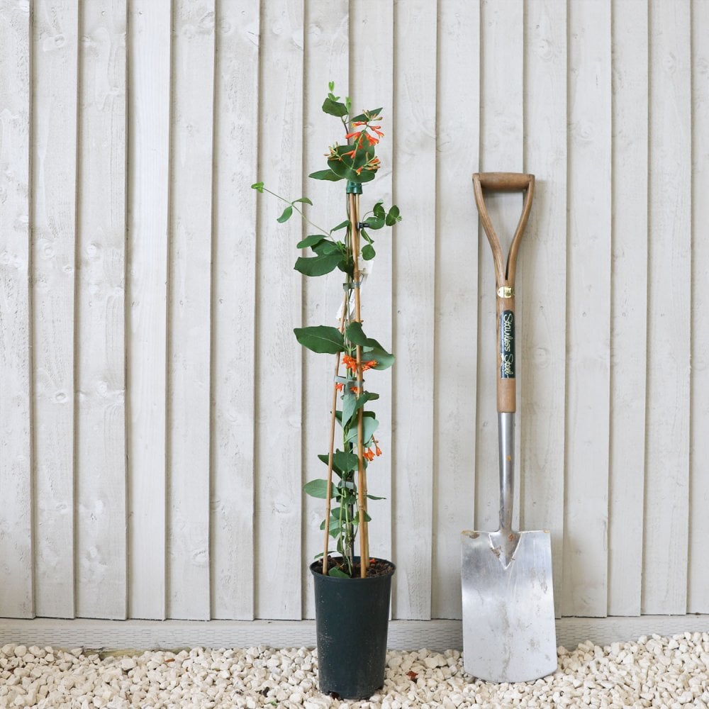 Lonicera x brownii 'Dropmore Scarlet' potted Honeysuckle climber