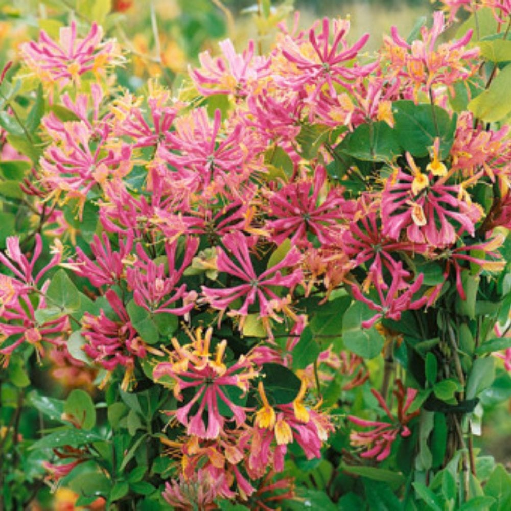 Honeysuckle Gold Flame
