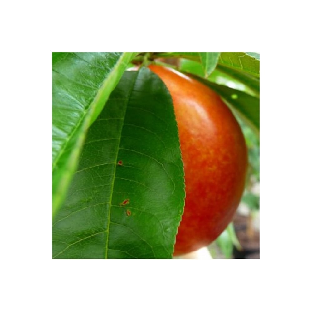Lord Napier Nectarine fruit on tree
