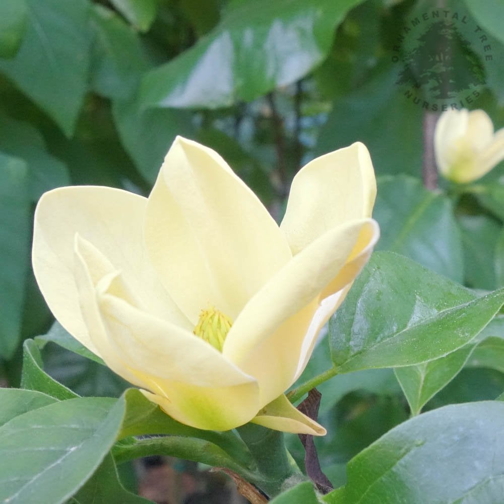 Magnolia 'Daphne' yellow flower