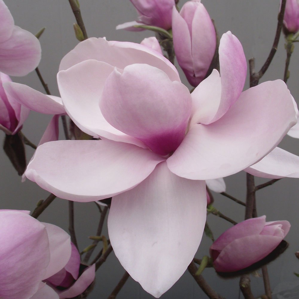 Magnolia 'Iolanthe' tree