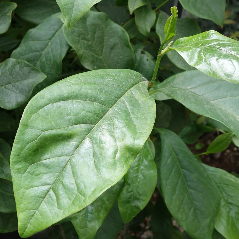 Magnolia 'Jane' foliage