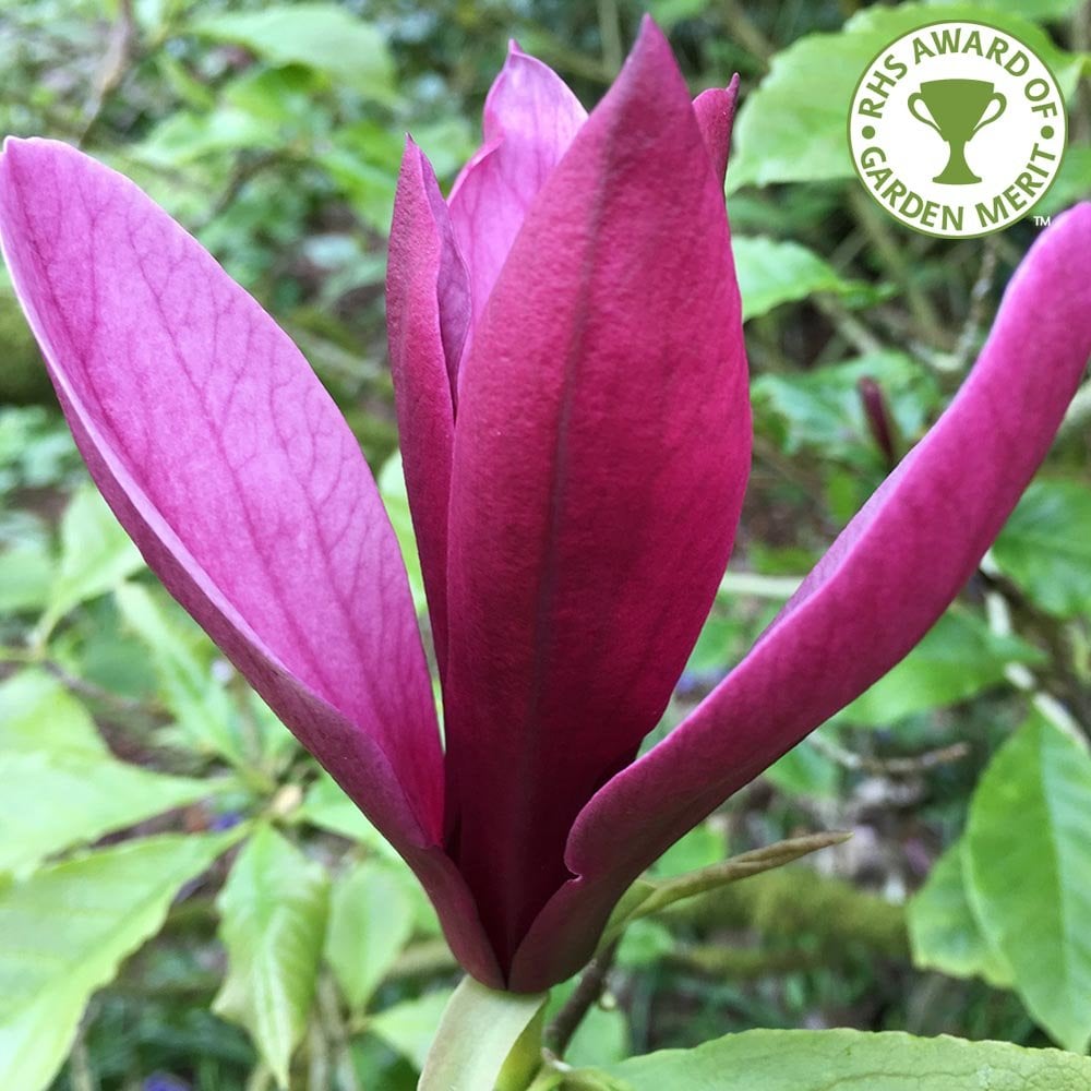 Magnolia liliiflora 'Nigra' purple flower