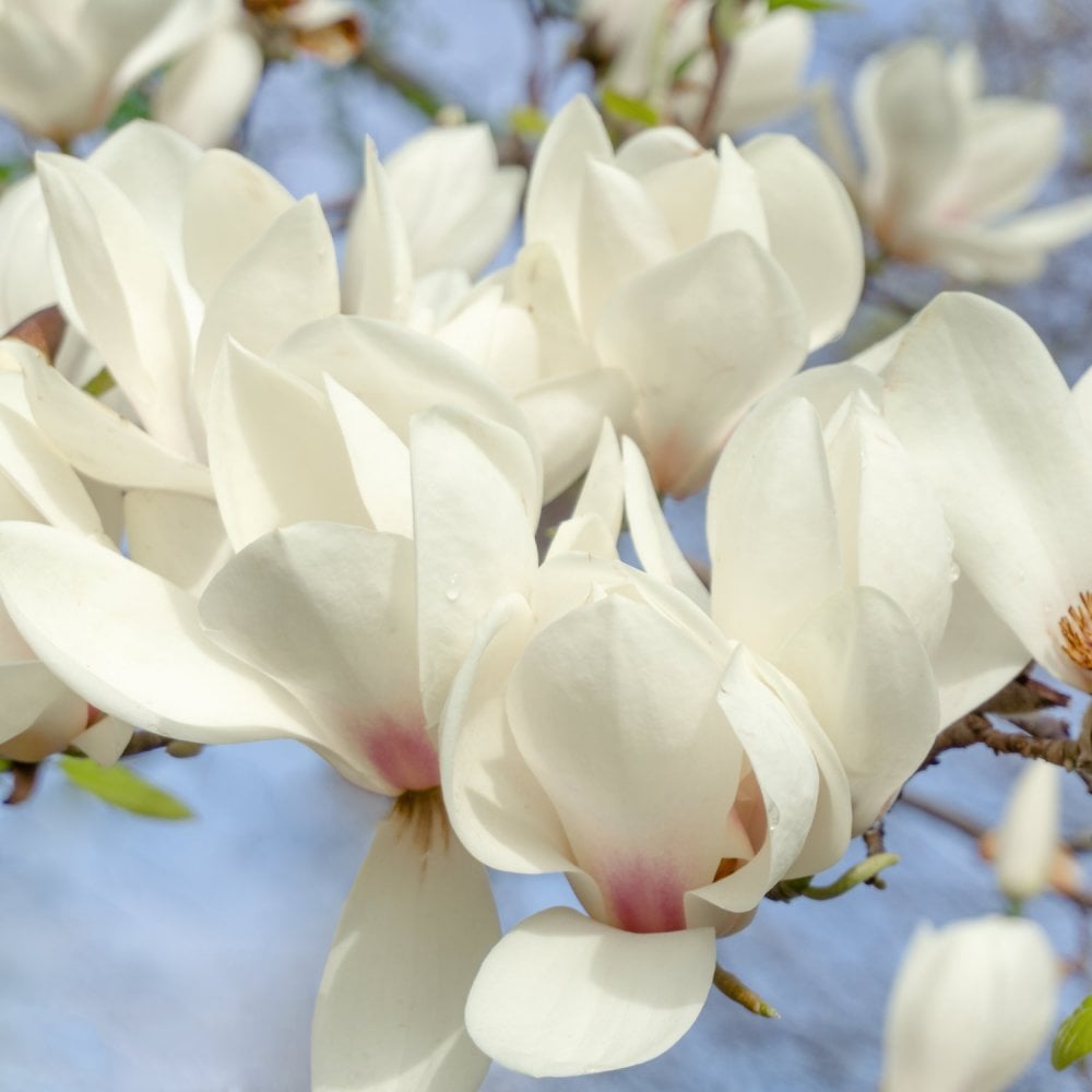 Magnolia soulangeana Alba Superba