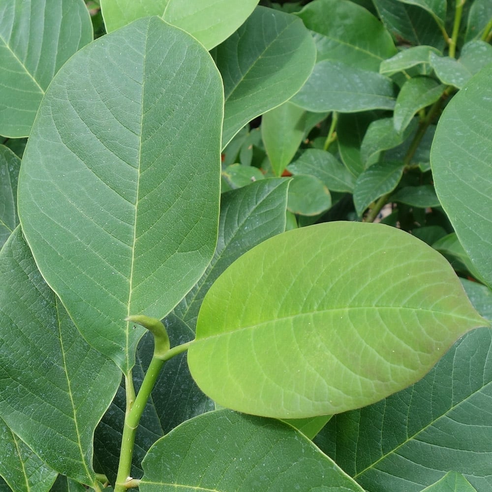 Magnolia 'Star Wars' foliage