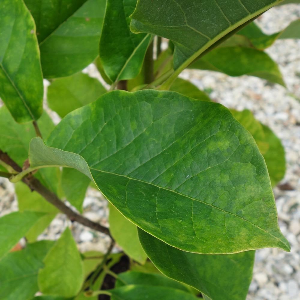 Magnolia 'Vulcan' green foliage