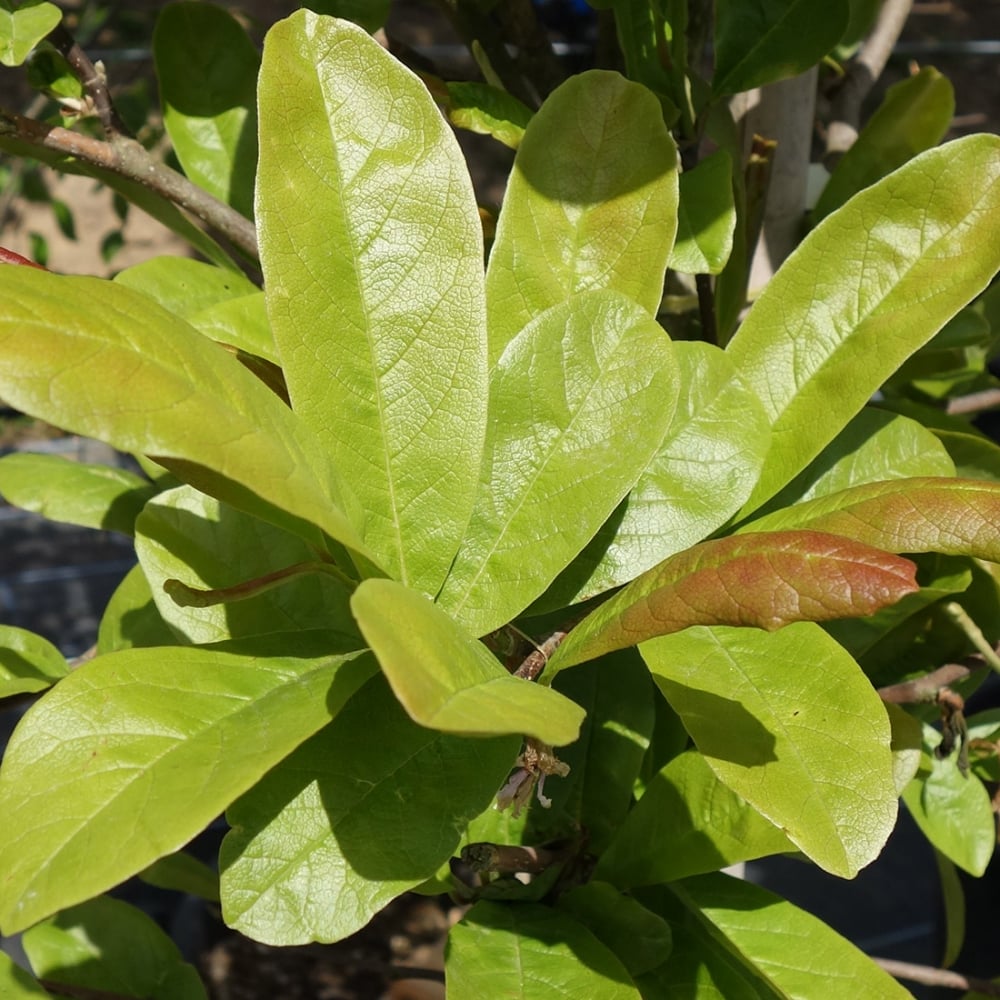 Magnolia x loebneri 'Leonard Messel' foliage