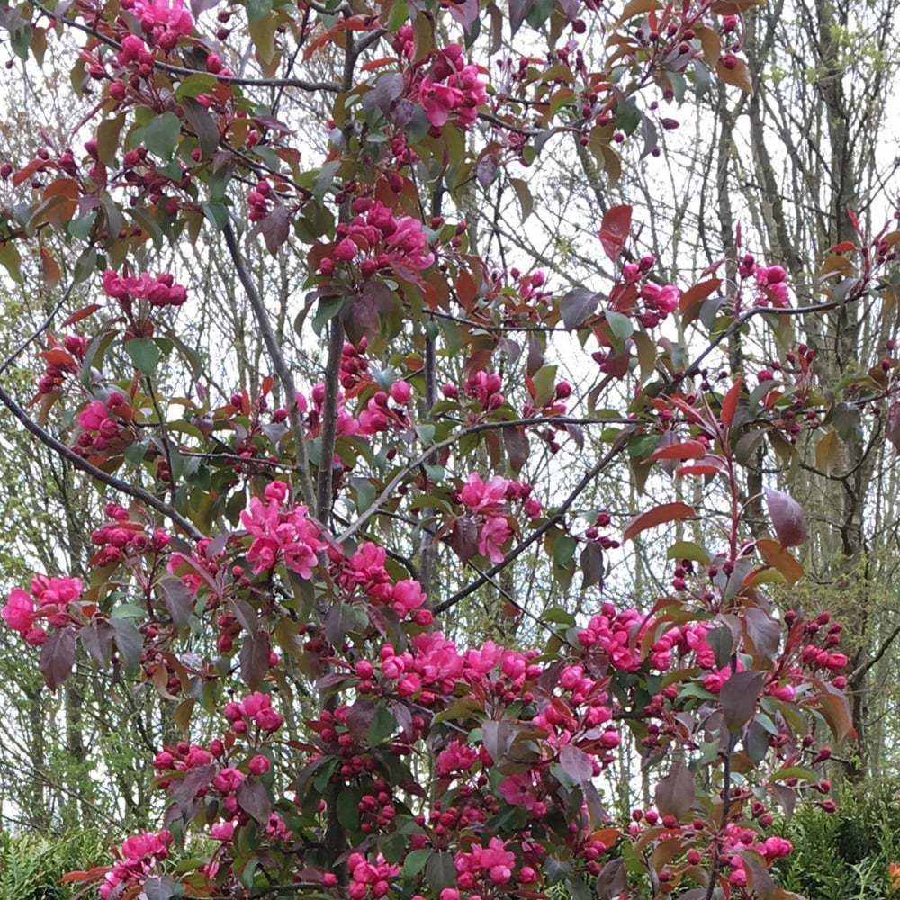 Malus 'Royalty' Crab Apple tree
