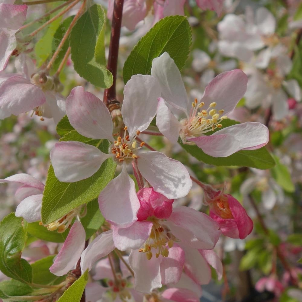 Malus 'Sun Rival' crab apple blossom