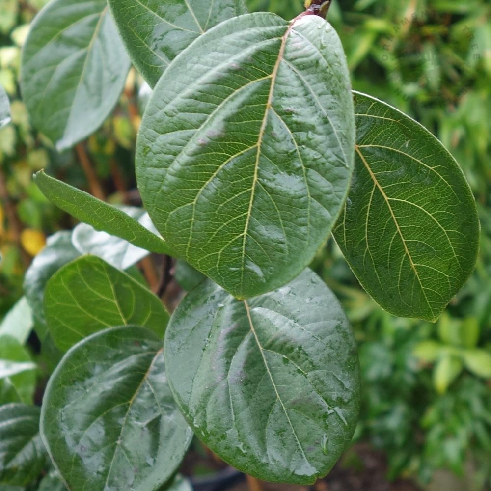 Quince Meech's Prolific