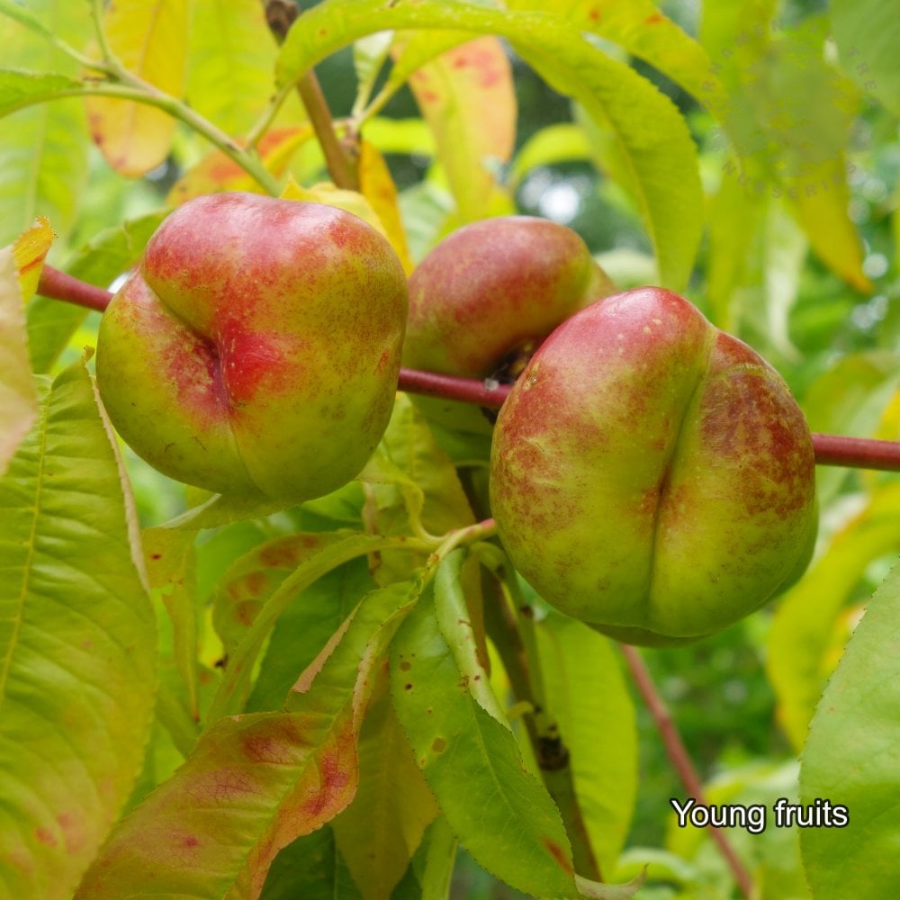 Mesembrine Nectarine fruits on tree