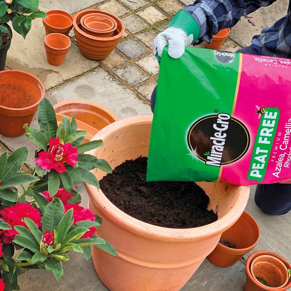 Miracle-gro Peat free azalea-camellia-and-rhododendron-compost in use