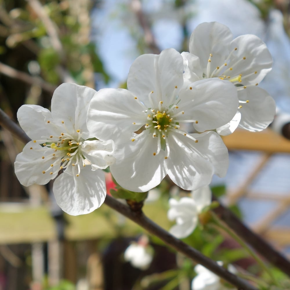 Morello cherry flowers