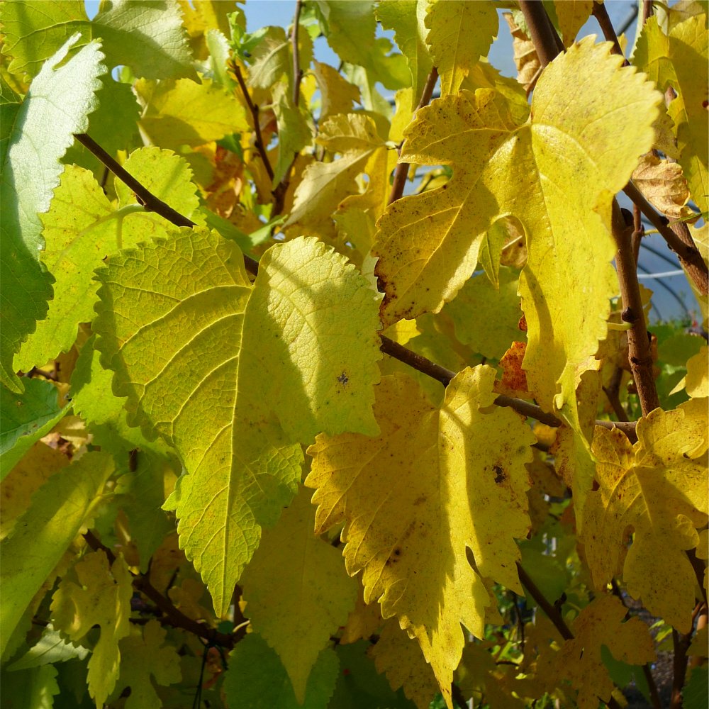 Morus Nigra King James I leaves in autumn