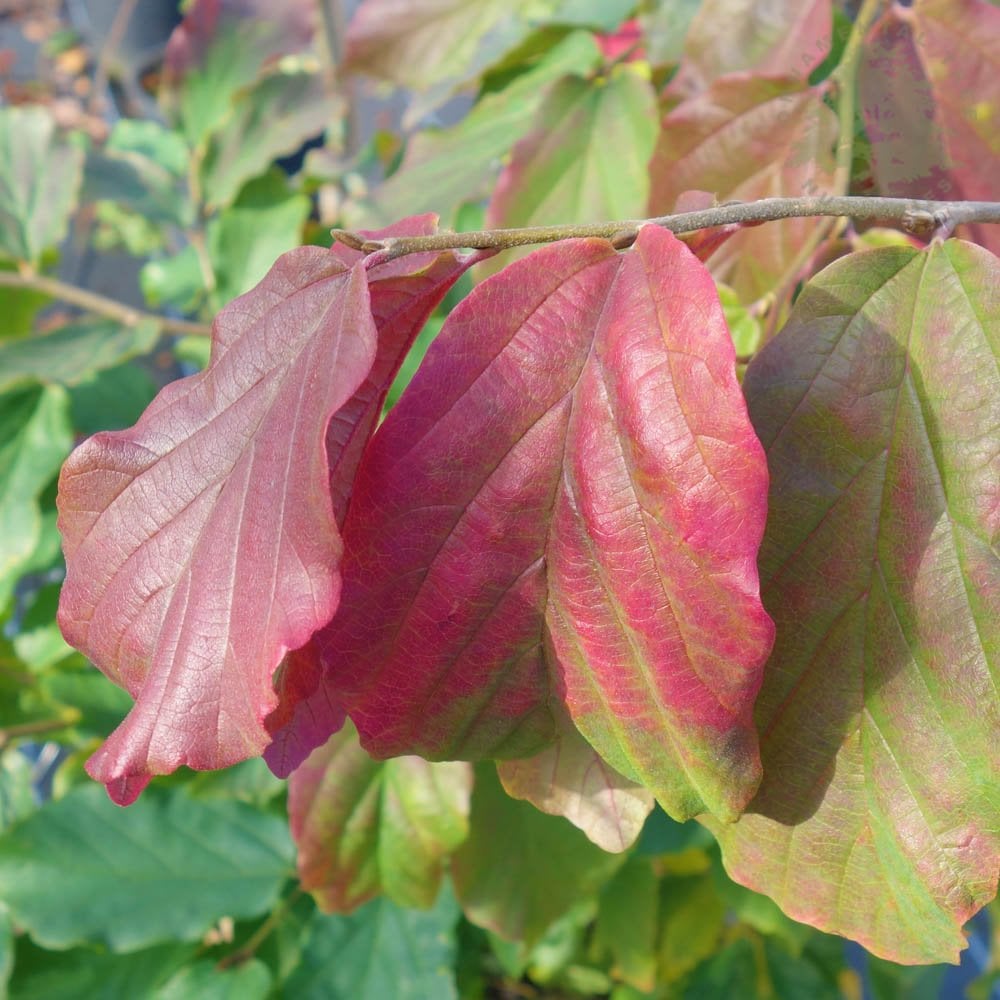 Parrotia persica Persian Ironwood autumn foliage