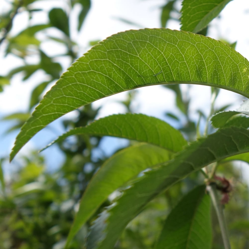 Peregrine Peach Tree