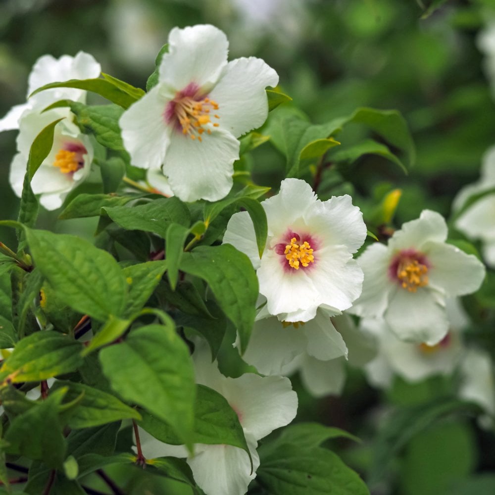 Philadelphus 'Belle Etoile' Mock Orange flowers