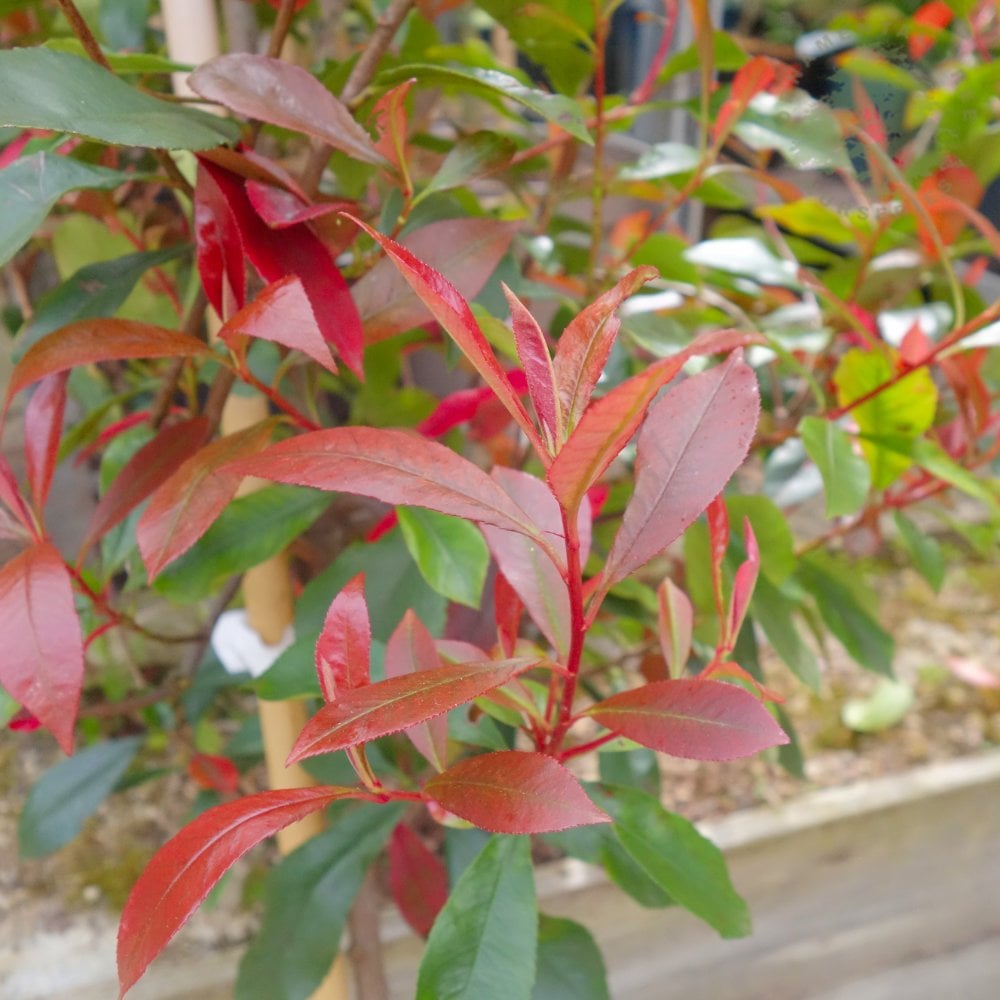 Photinia × fraseri 'Carré Rouge'