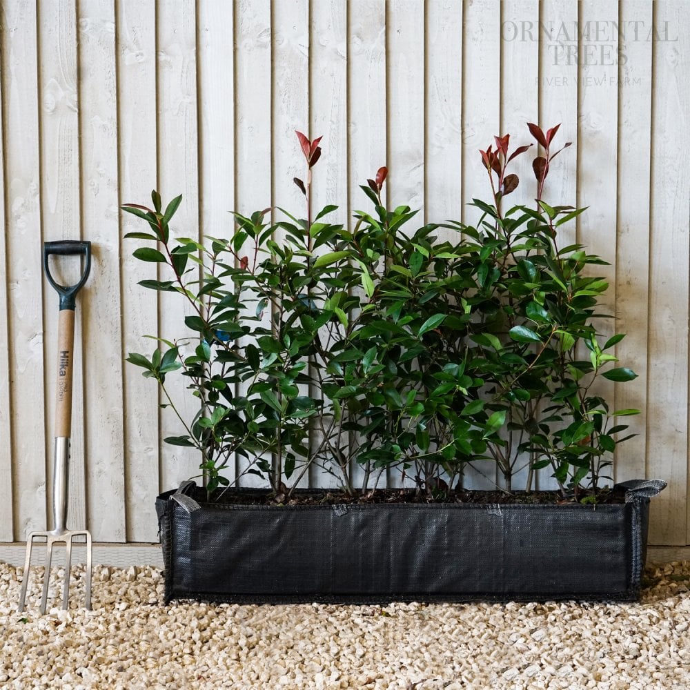 Photinia Red Robin Instant hedging trough