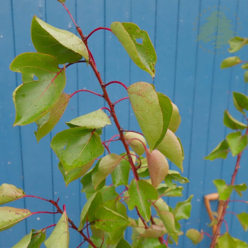 Pink Marry Apricot foliage