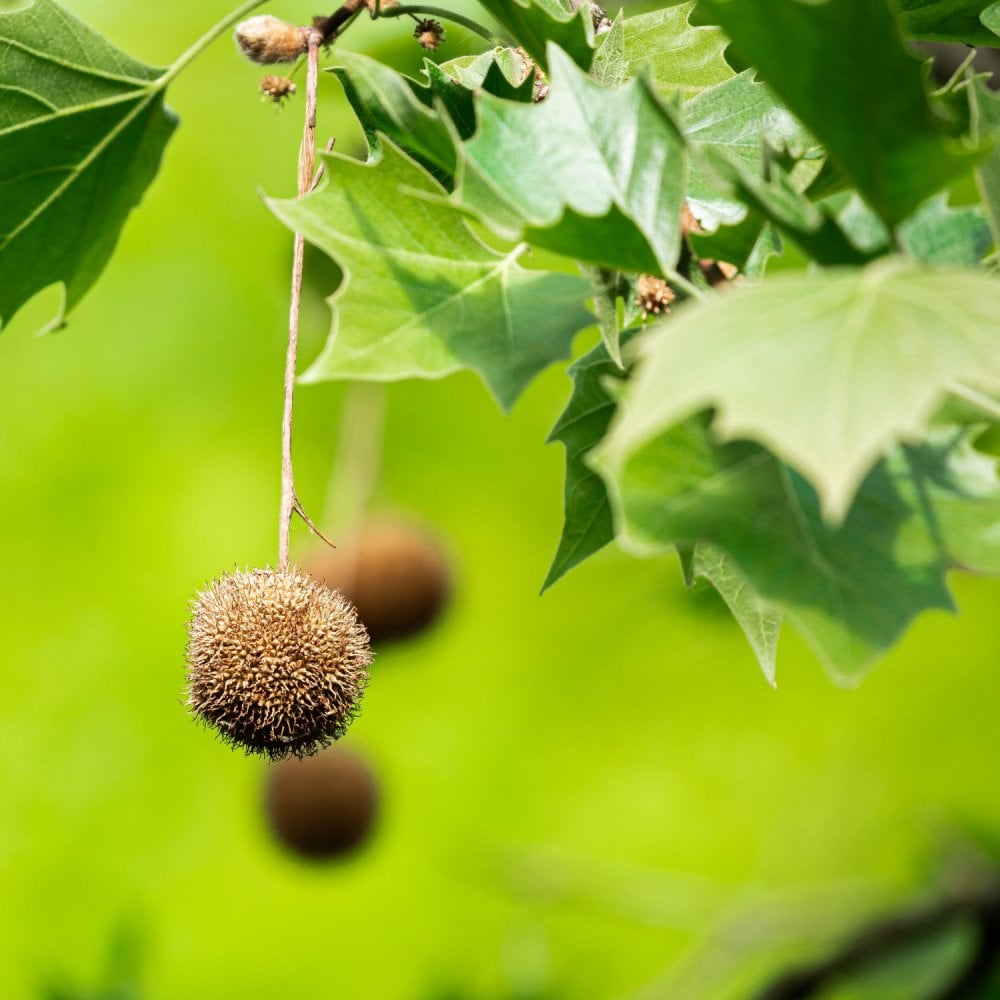 Platanus hispanica London Plane tree
