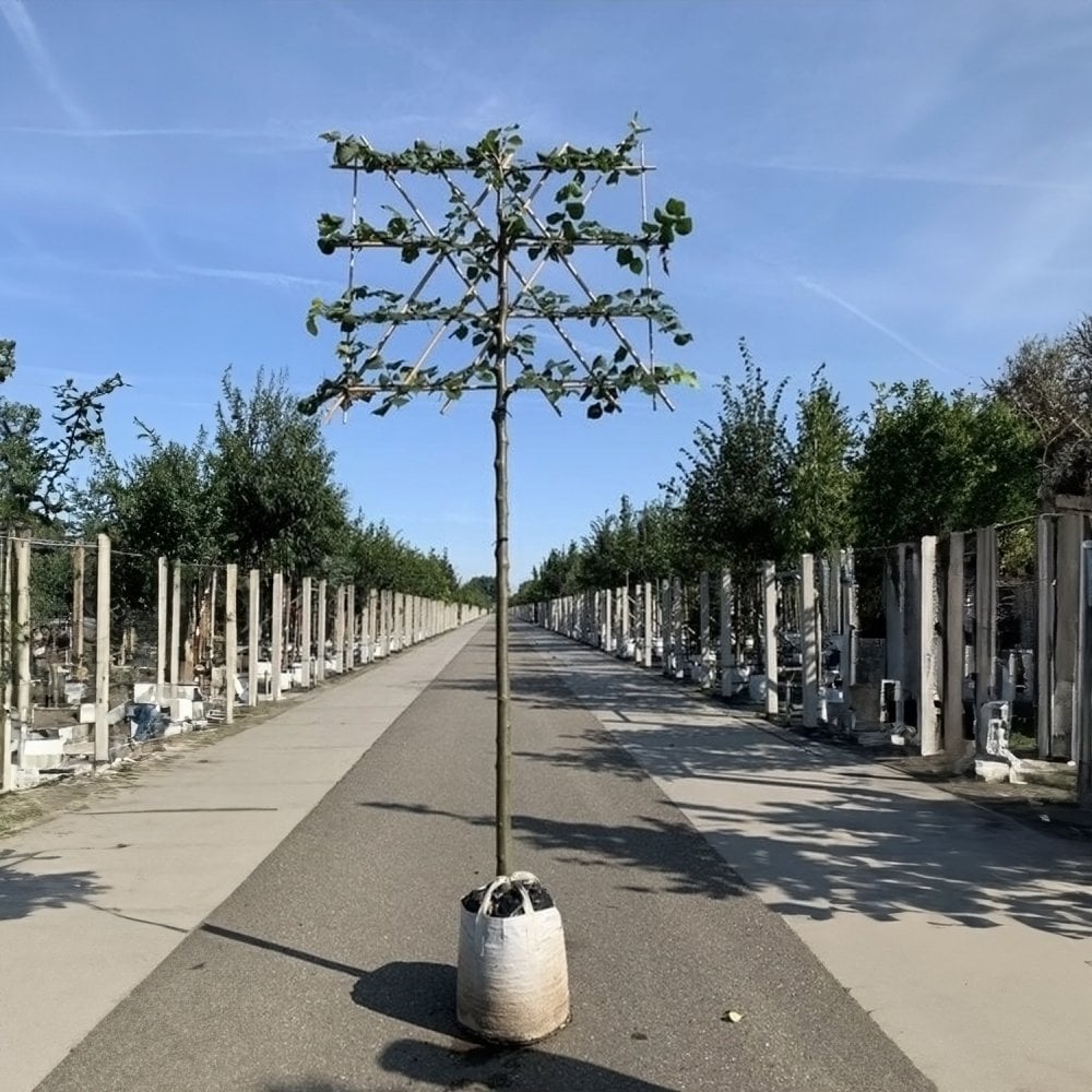 Pleached Common Lime 'Pallida'