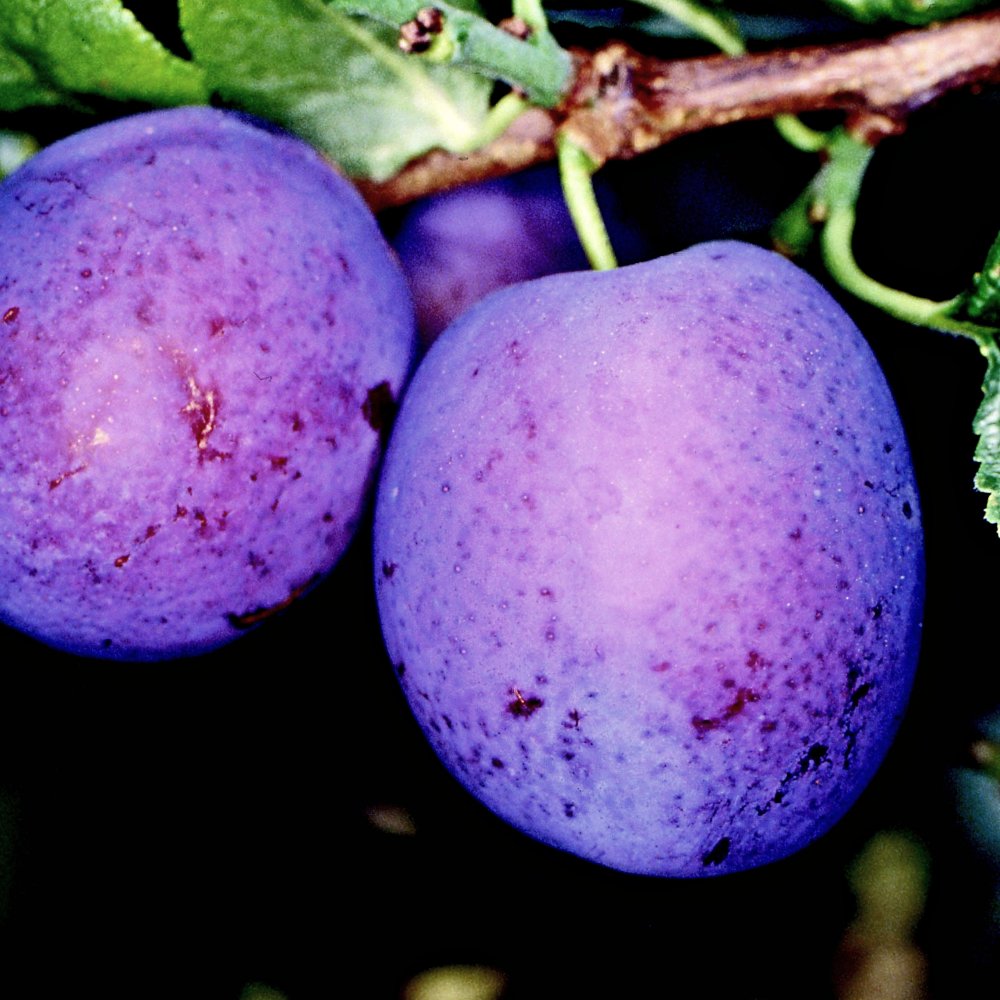 Herman plums