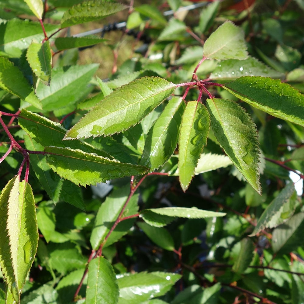 Prunus incisa 'The Bride' foliage