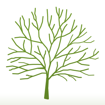 Prunus 'Shogetsu' - Shimidsu - Blushing Bride tree