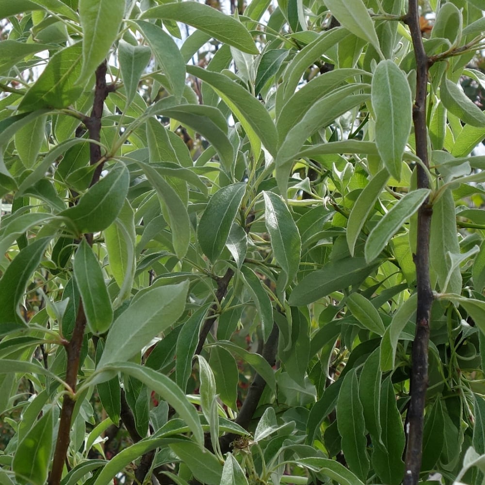 Pyrus elaeagnifolia 'Silver Sails' foliage