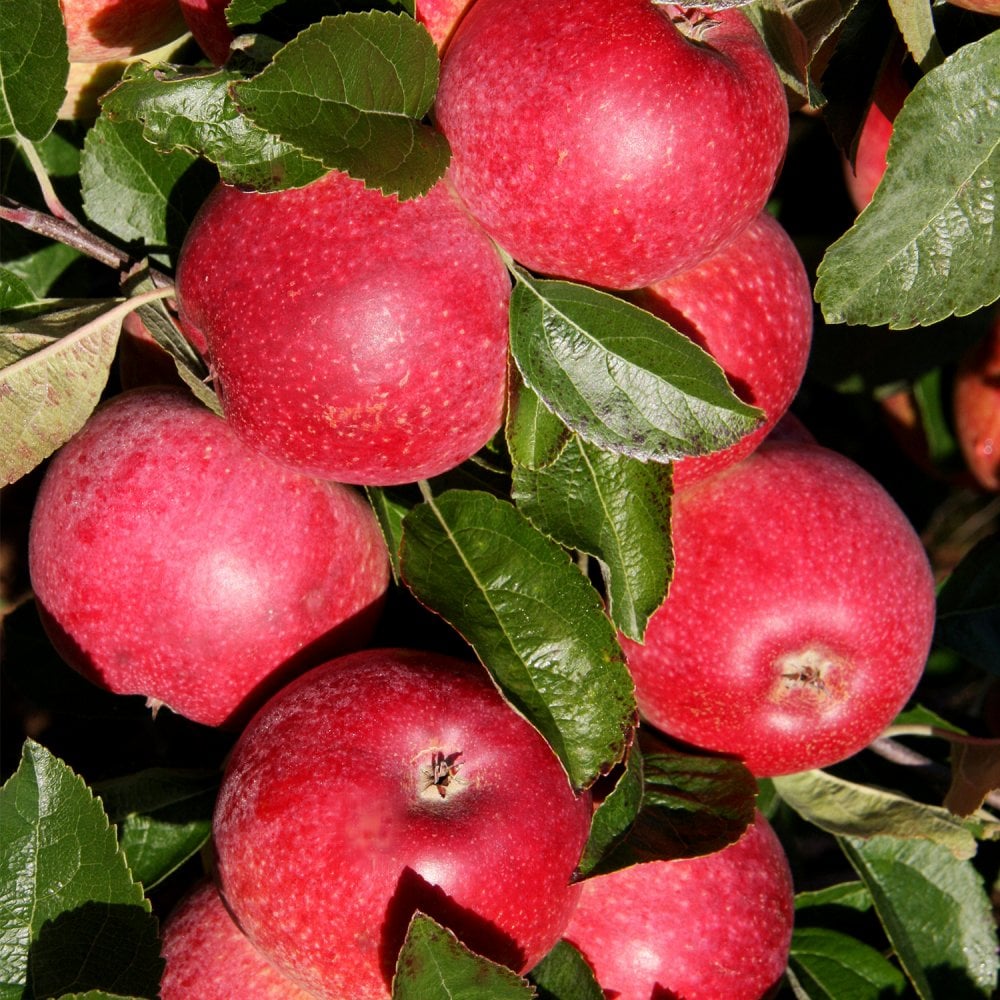 Queen of the Realm Apple tree