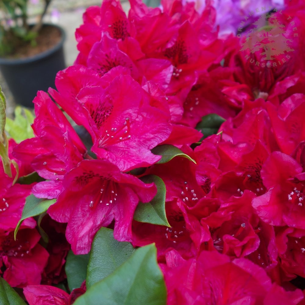 Rhododendron Lord Roberts red pink flowers