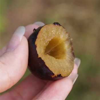 Rivers Early Prolific plum flesh