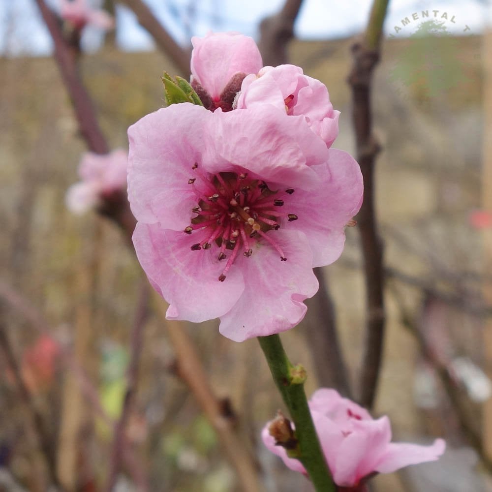 Pink blossom on Rochester Peach tree