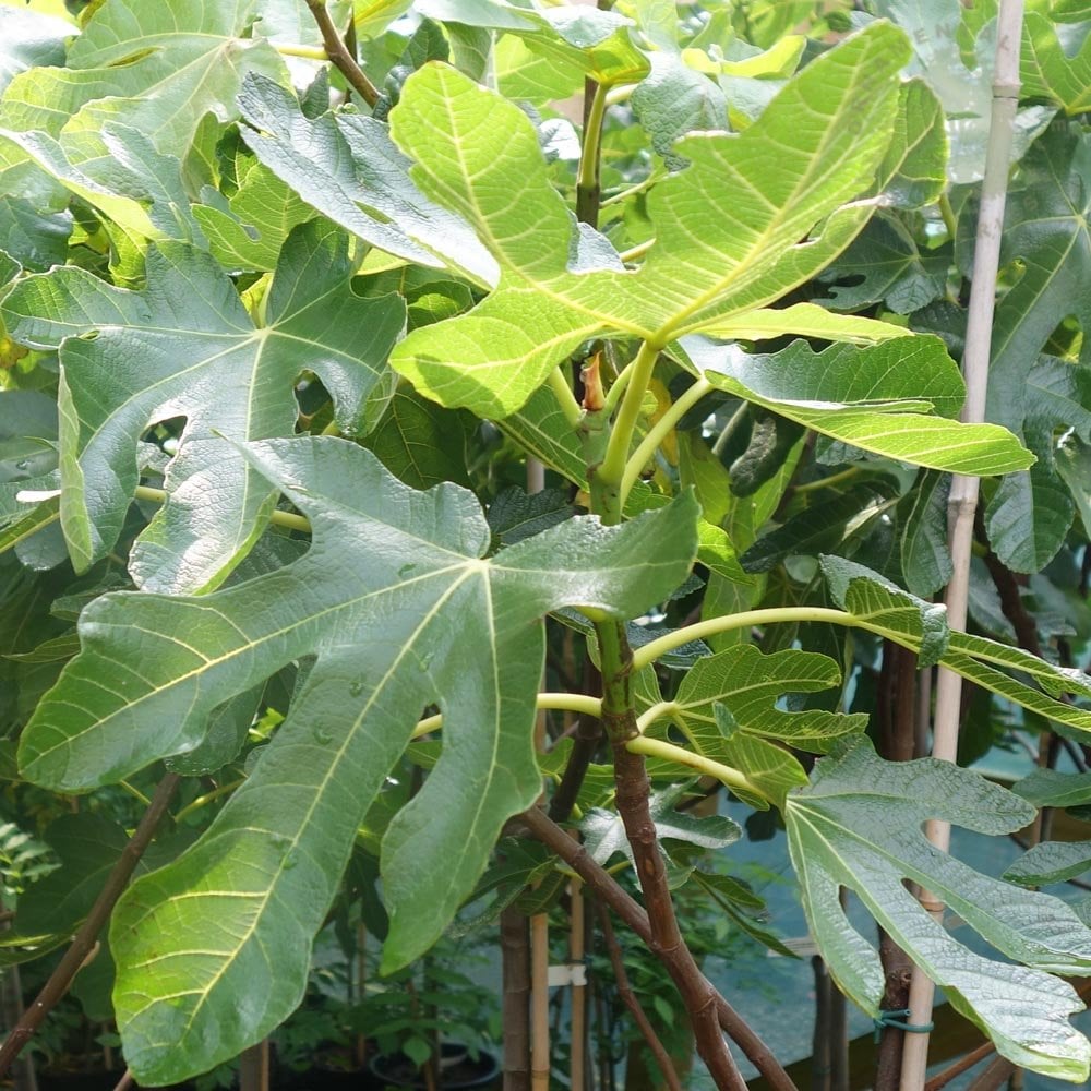 Rouge de Bordeaux Fig