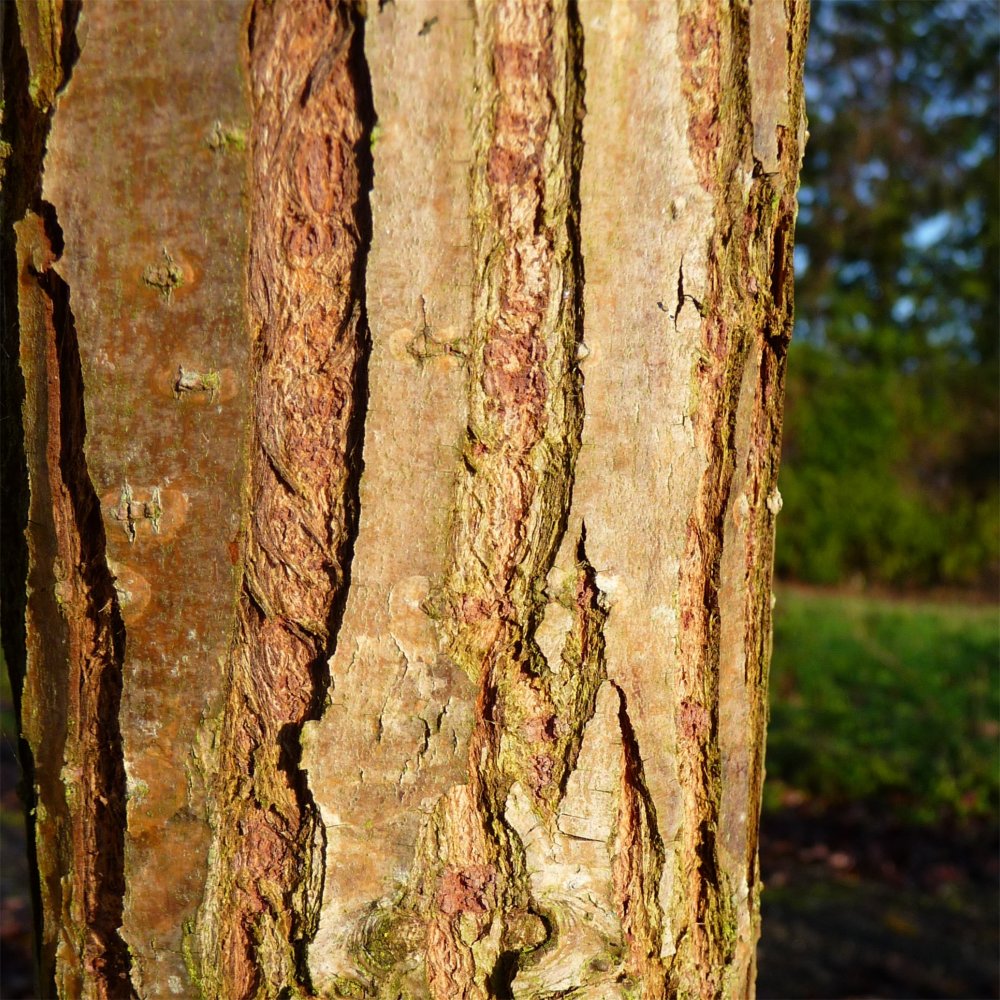 Bark on Salix x sepulcralis chrysocoma