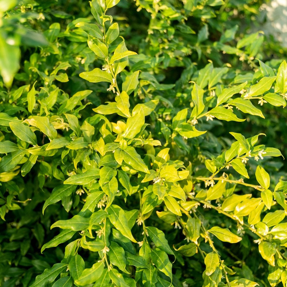 Sarcococca confusa sweet box vergreen shrub leaves close up