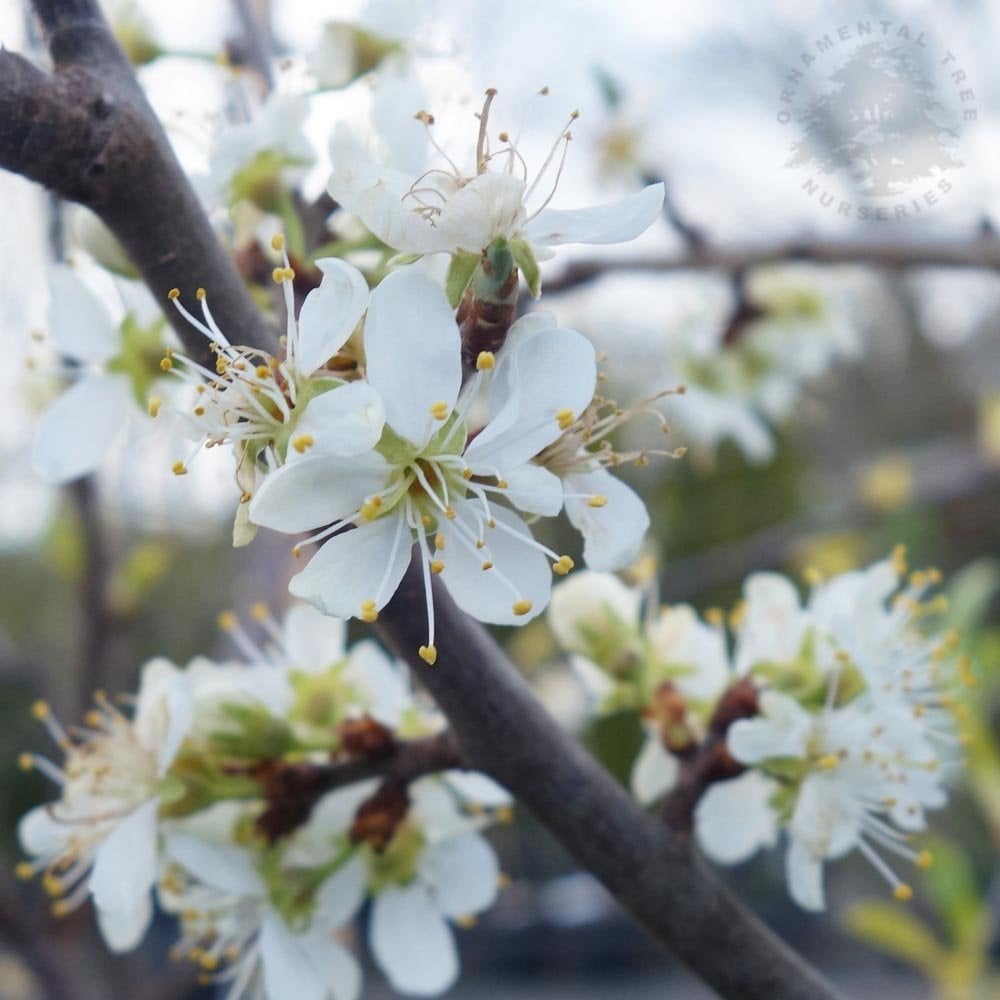 Shropshire Prune Damson blossom