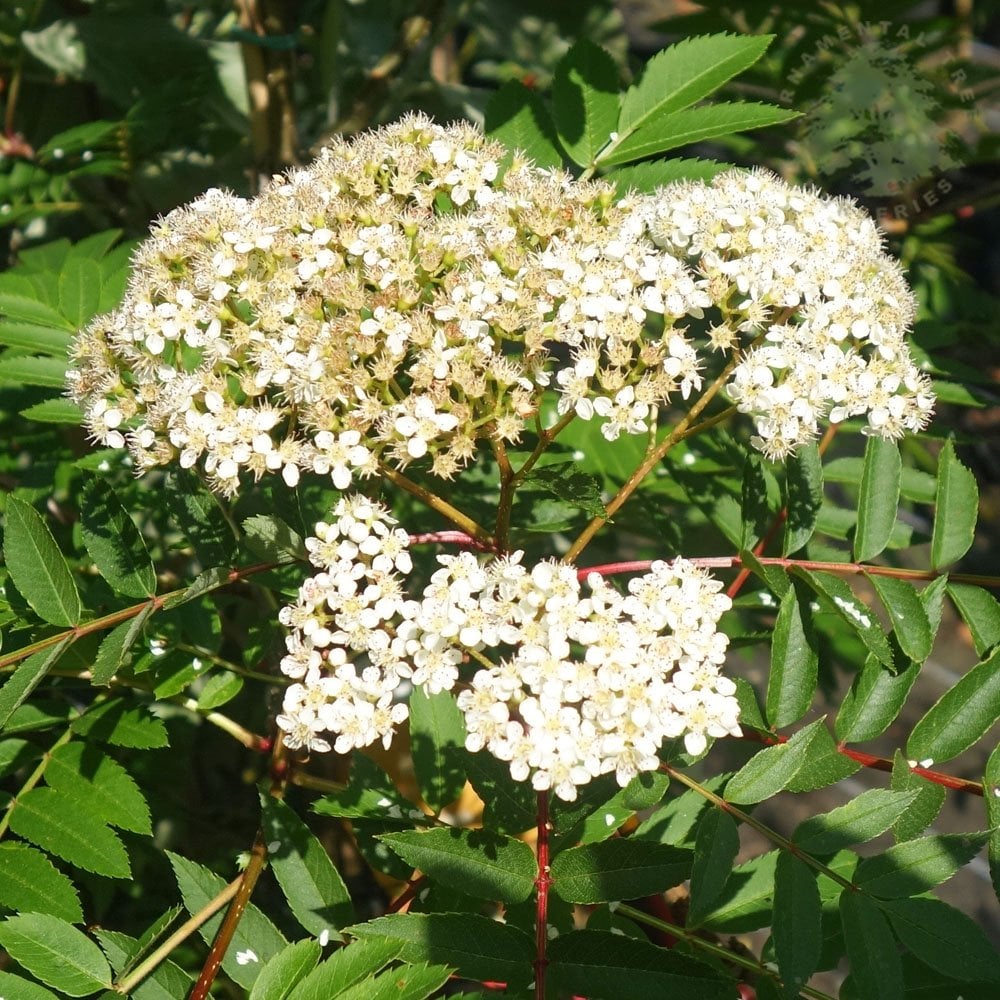 Sorbus 'Copper Kettle' tree