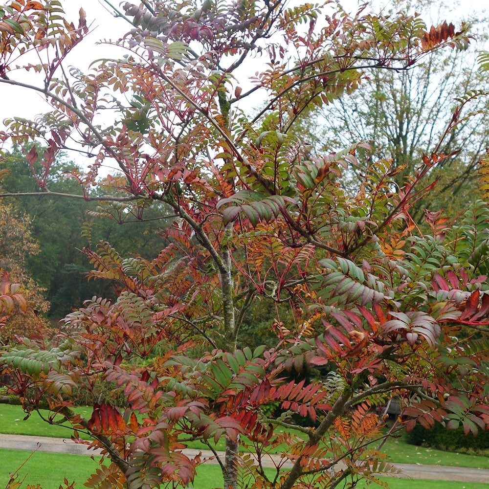 Mature Sorbus 'Eastern Promise' Pink Berried Mountain Ash Tree